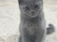 British shorthair 2 aylık dişi