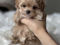 Teacup maltipoo yavrular