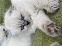 Scottish fold blue point long hair 0 kulak