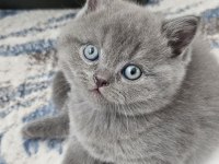 Gri Brıtısh Shorthair Yavrularım