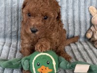 Eşsiz Güzellikte Toy Poodle Yavrumuz