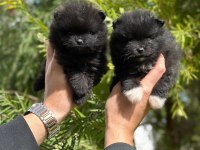 POMERANİAN BOO YAVRULARI ORJİNAL