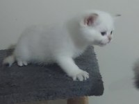 Safkan british shorthair secereli anne babadan full