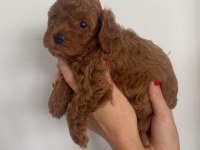 Toy poodle yavruları