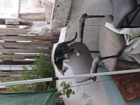 Ücretsiz kedi sahiplendirme