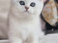 Siyah Ve Beyazın Uyumu Ns24 British Shorthair