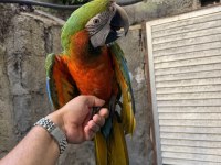 KONUŞAN HİBRİT RUBYGOLD MACAW