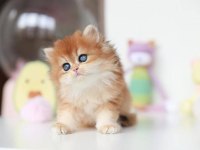 Altın Parlaklığında Golden British Longhair 