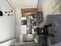 Yetişkin SİYAH PUG