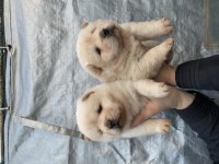 Mükemmel kalite CHOW CHOW yavrular