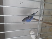 muhabbet kuşu sahiplendiriyoruz