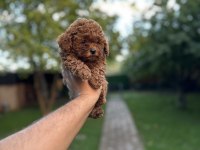 Sağlık ve ırk garantili toy poodle yavrularımız