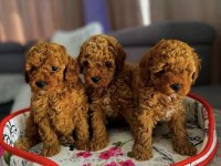 SEVİMLİ TOY POODLE YAVRULARIM
