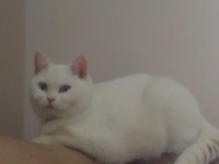 British Shorthair Kedisi