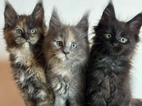 Özel Kalite Maine Coon Dişi