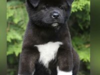 Akita İnu Yavrular Evinizin Neşesi Olacaktır