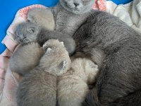 Dünya tatlısı british shorthair yavrular
