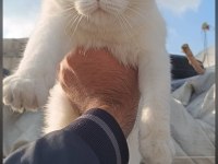 Cana yakın sevimli british shorthair dişi