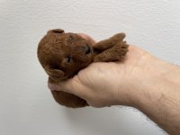 Bizde hazırız poodle yavrular