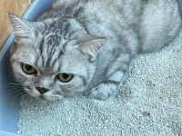 KEDİMİZ ETTİM MASRAFLARI ÇIKARAK VERİLECEKTİR ÜCRETSİZ GİBİ