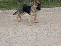 Satılık alman kurdu