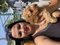 Dişi ve erkek red brown toy poodle yavrularım