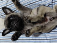 RIFKISU HAZIR PUG