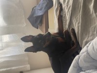 Gözde pinscher köpeğim can dostum ilanda