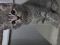 Scottish silver tabby dişi