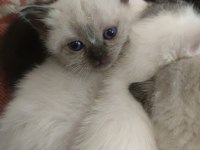 British shorthair pembe patiler