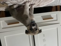 48 günlük kırma yavru köpeğe acil yuva