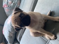 2,5 aylık pug a kalite