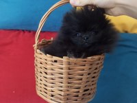 TEACUP POMERANİAN YAVRULAR