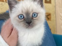 2 aylık blue point yavru scottish fold
