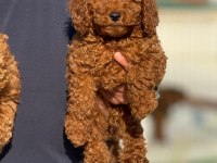 Petmode köpek çiftliğinde ziyarete açık toy poodle
