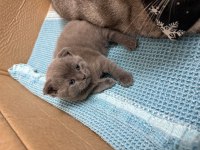 Ev ortamında büyüyen orginal british shorthair