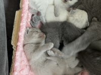 1 aylık scottish fold yavrular