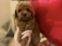 Orijinal Toy Poodle