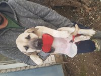 Karabaş kangal