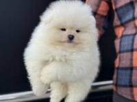 Petmode köpek çiftliğinde ziyarete açık pomeranian