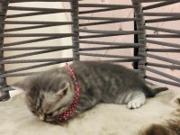 British Shorthair Yavru Kediler Yeni Evlerini Arıyorlar