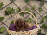Show kalite poodle yavrularımız sizleri bekliyor