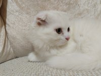 2 aylık beyaz scottish kedi satılık
