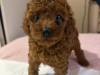 POODLE BEBEK