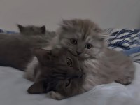 British shorthair scottish fold 2 aylık yavrular