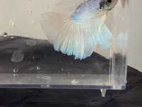 Premium Betta Balıkları