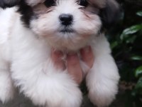 Sevimli morkie yavrular