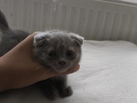 Orjinal Scottish Fold Bebek