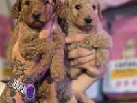 BURKEM AİLESİNDEN Özel Seri Dev Poodle Yavruları