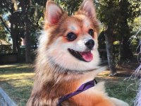 Pomeranian Dişi Kızımız